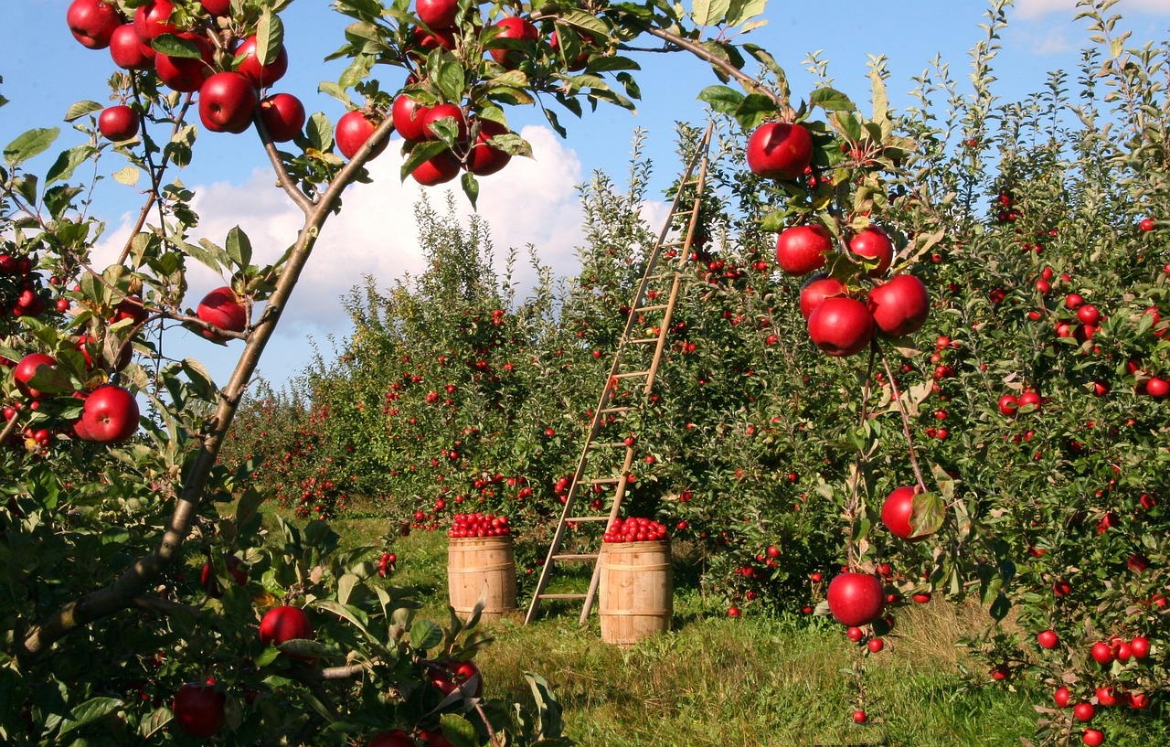 Agri-Photovoltaik: Neuartige Solaranlagen schützen Obstbäume